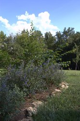 Caryopteris Petit Bleu — photo 2